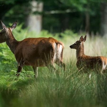 Maison Au Milieu Des Bois Et Des Animaux Jouy-le-Potier Екстер'єр фото