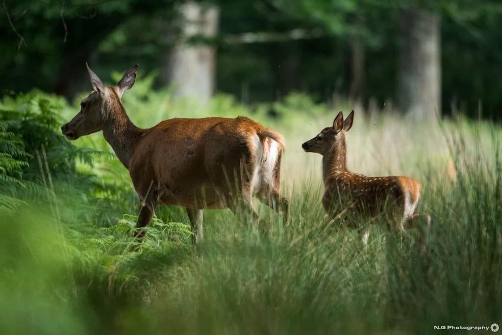 Maison Au Milieu Des Bois Et Des Animaux Jouy-le-Potier Екстер'єр фото