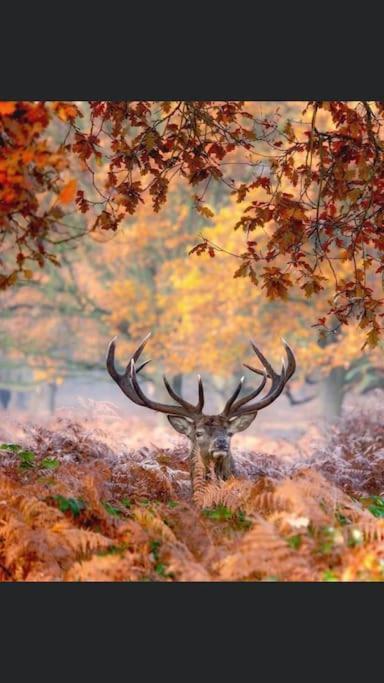 Maison Au Milieu Des Bois Et Des Animaux Jouy-le-Potier Екстер'єр фото