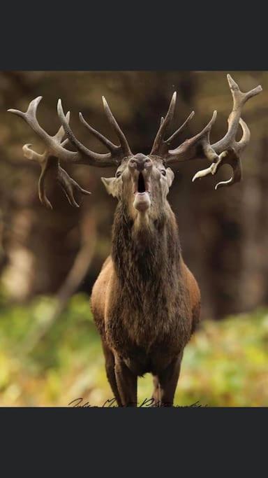 Maison Au Milieu Des Bois Et Des Animaux Jouy-le-Potier Екстер'єр фото